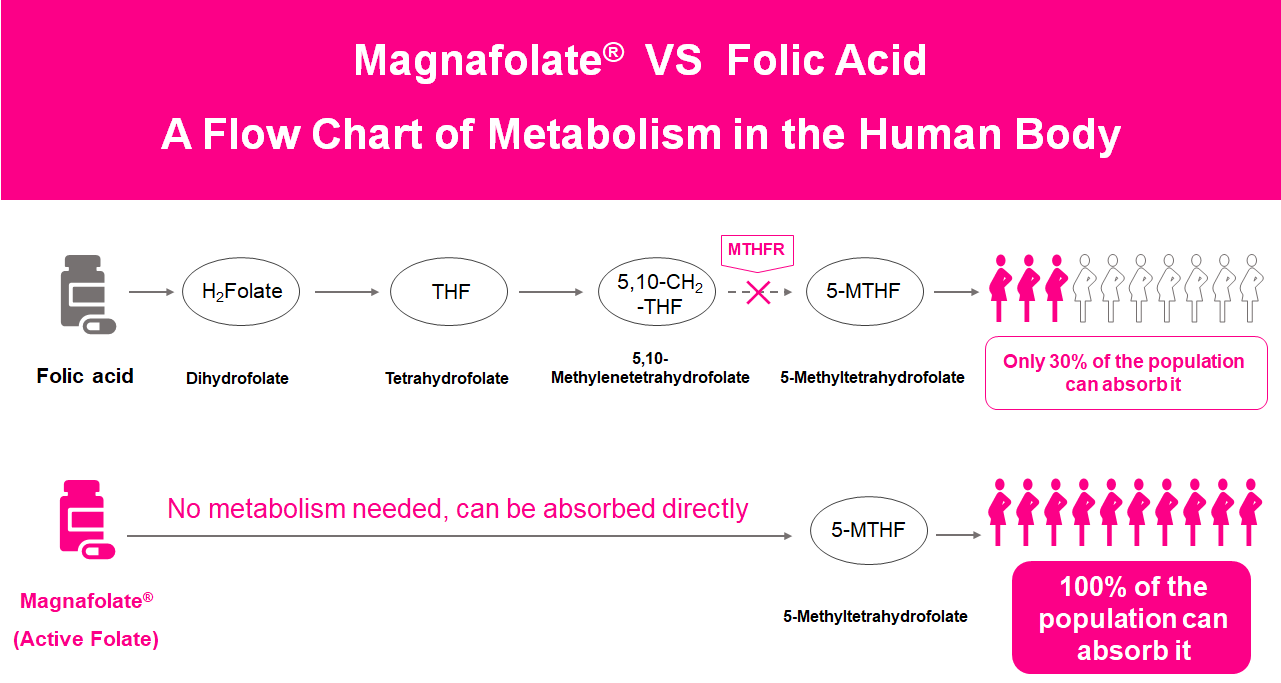 Vývojový diagram metabolizmu v ľudskom tele, aktívny folát vs kyselina listová
