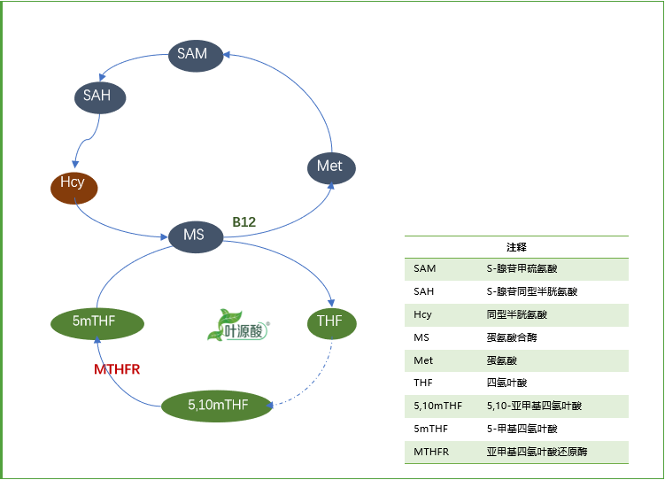 Genotyp MTHFR spôsobuje abnormality metabolizmu folátu a súvisiaceho mechanizmu ochorenia