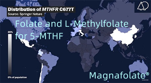 Folát a L-metylfolát pre 5-MTHF