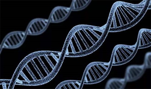 Abnormálne genotypy enzýmov metabolizujúcich folát sú hlavnou príčinou porúch metabolizmu folátu
