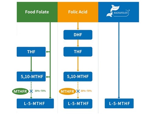 L-5-metyltetrahydrofolát vápenatý VS kyselina listová